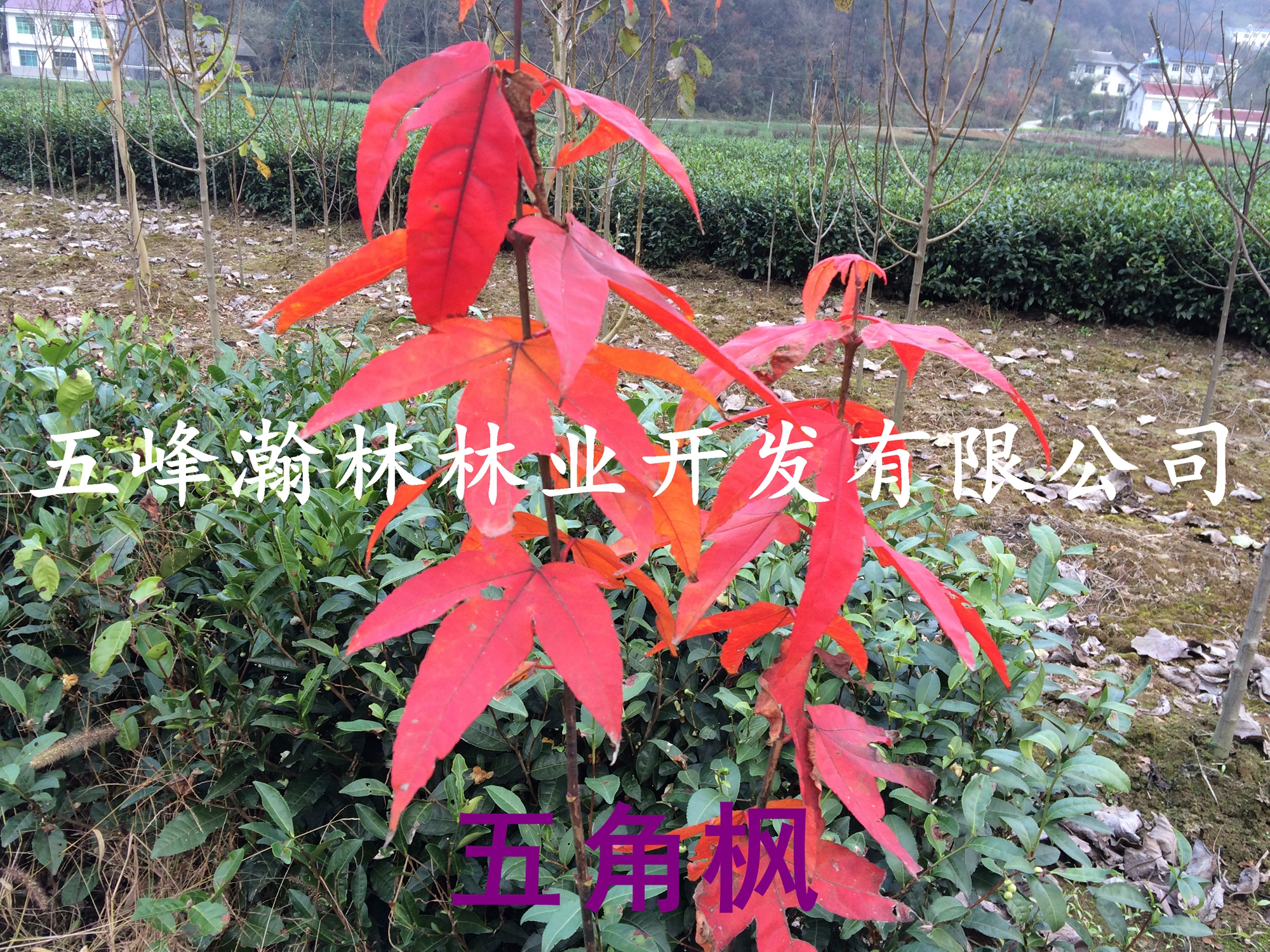 楓樹種子圖片/楓樹種子樣板圖 (1)