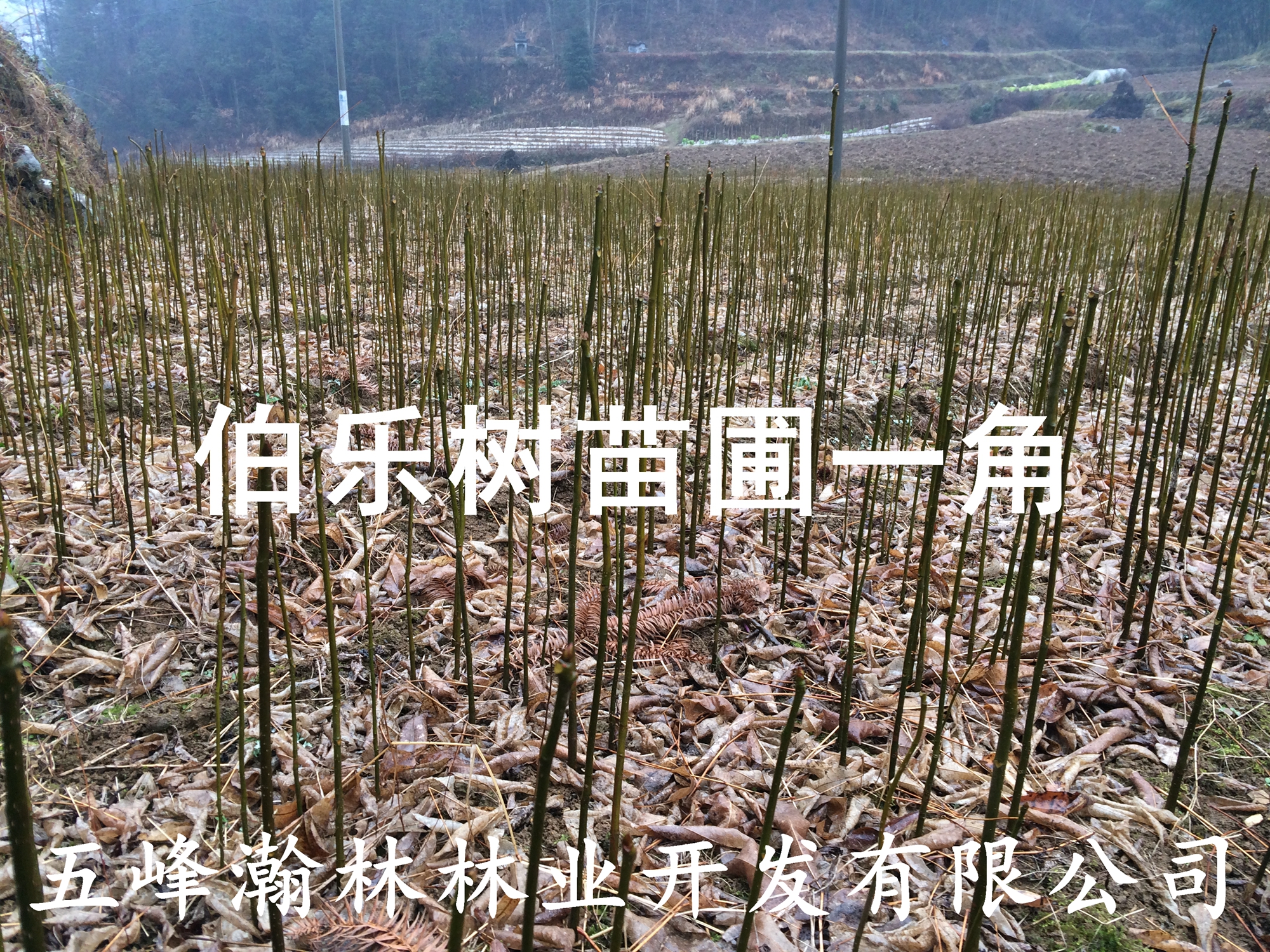 伯樂樹大型種植基地圖片/伯樂樹大型種植基地樣板圖 (4)