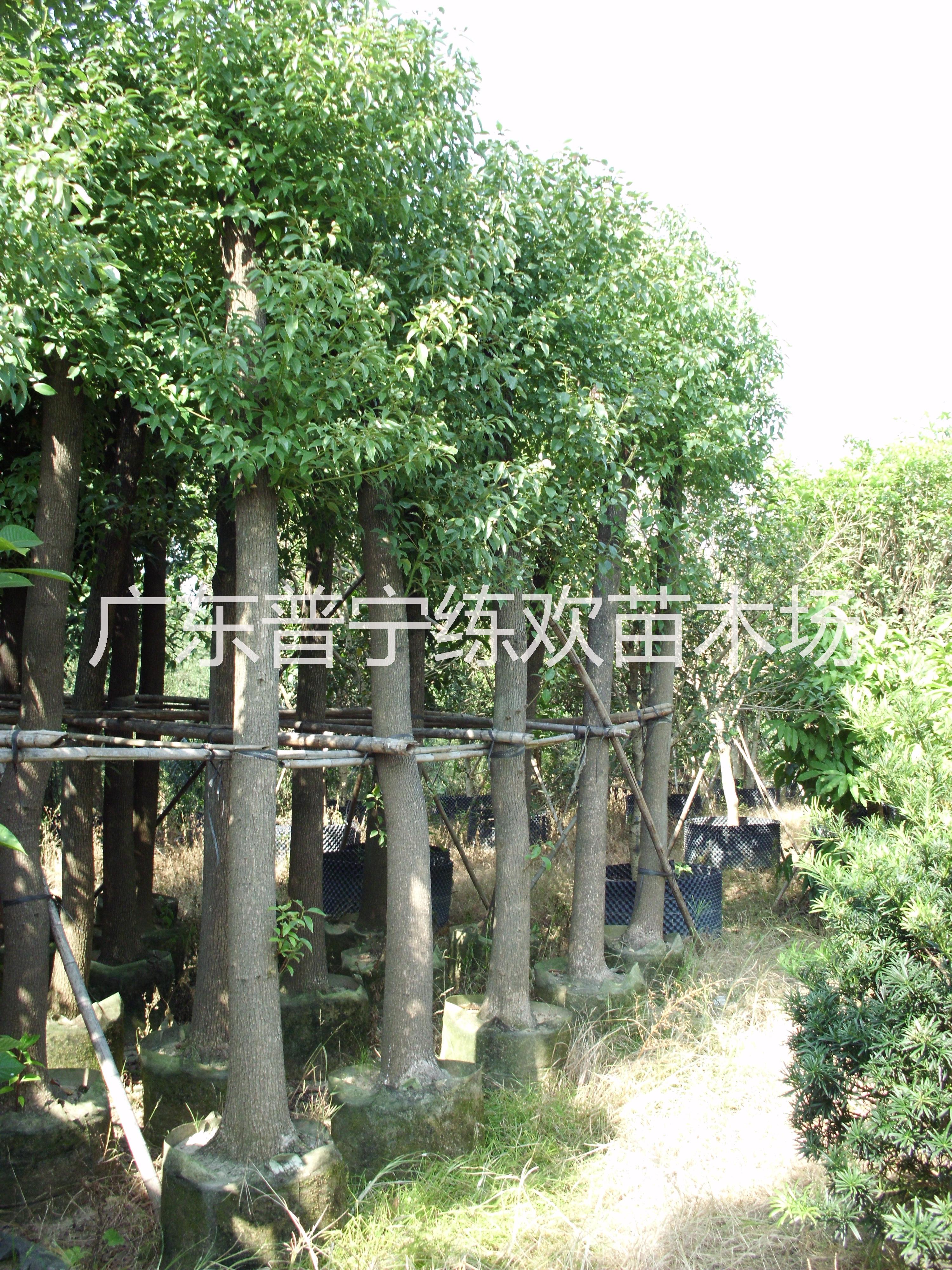 香樟樹圖片/香樟樹樣板圖 (2)