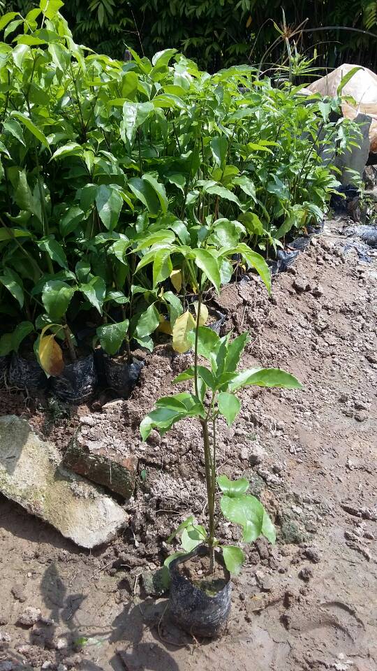 幌傘楓圖片/幌傘楓樣板圖 (2)