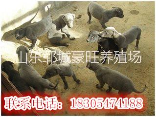 廣西梧州圖片/廣西梧州樣板圖 (1)