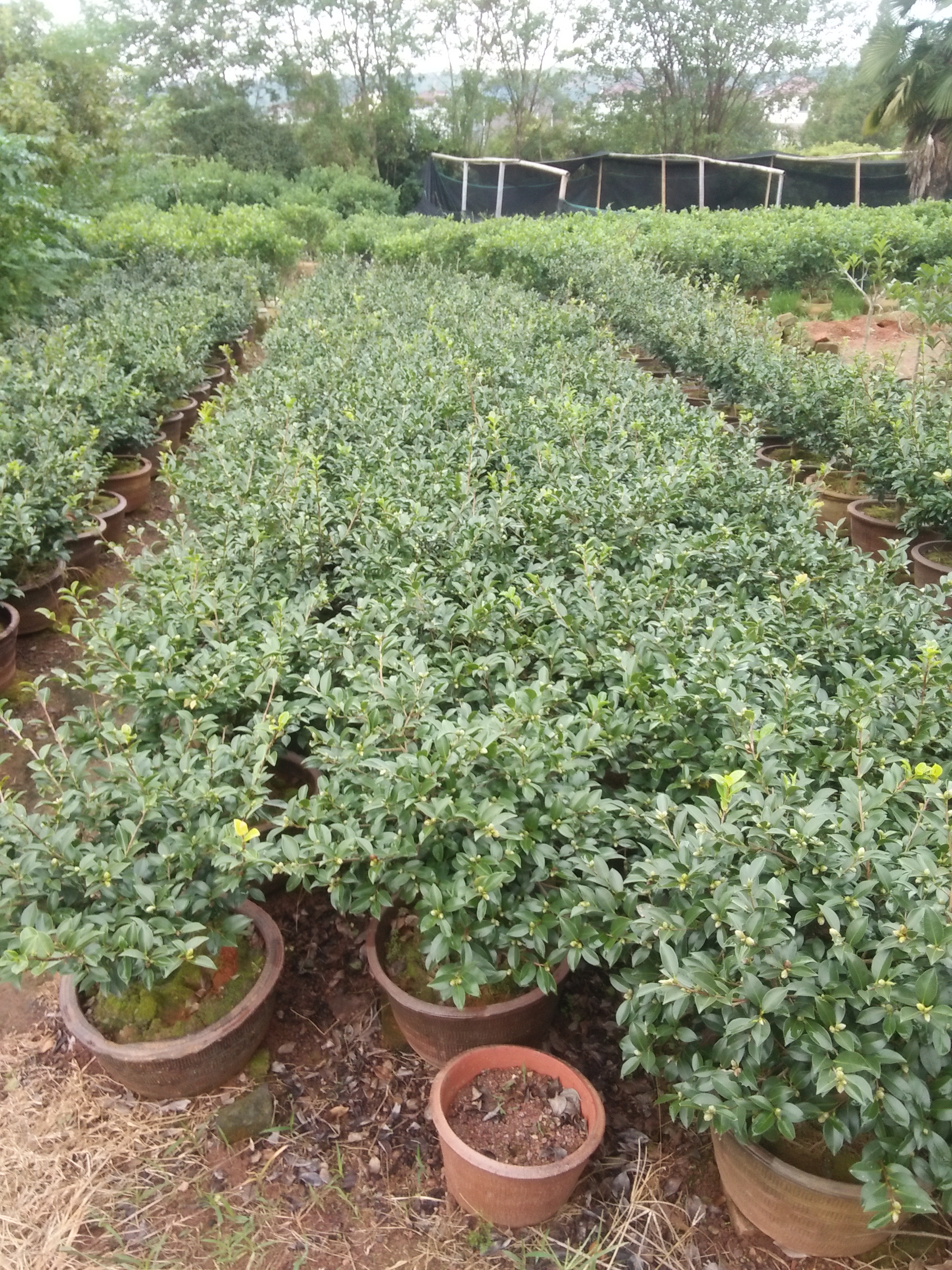 茶梅球圖片/茶梅球樣板圖 (3)