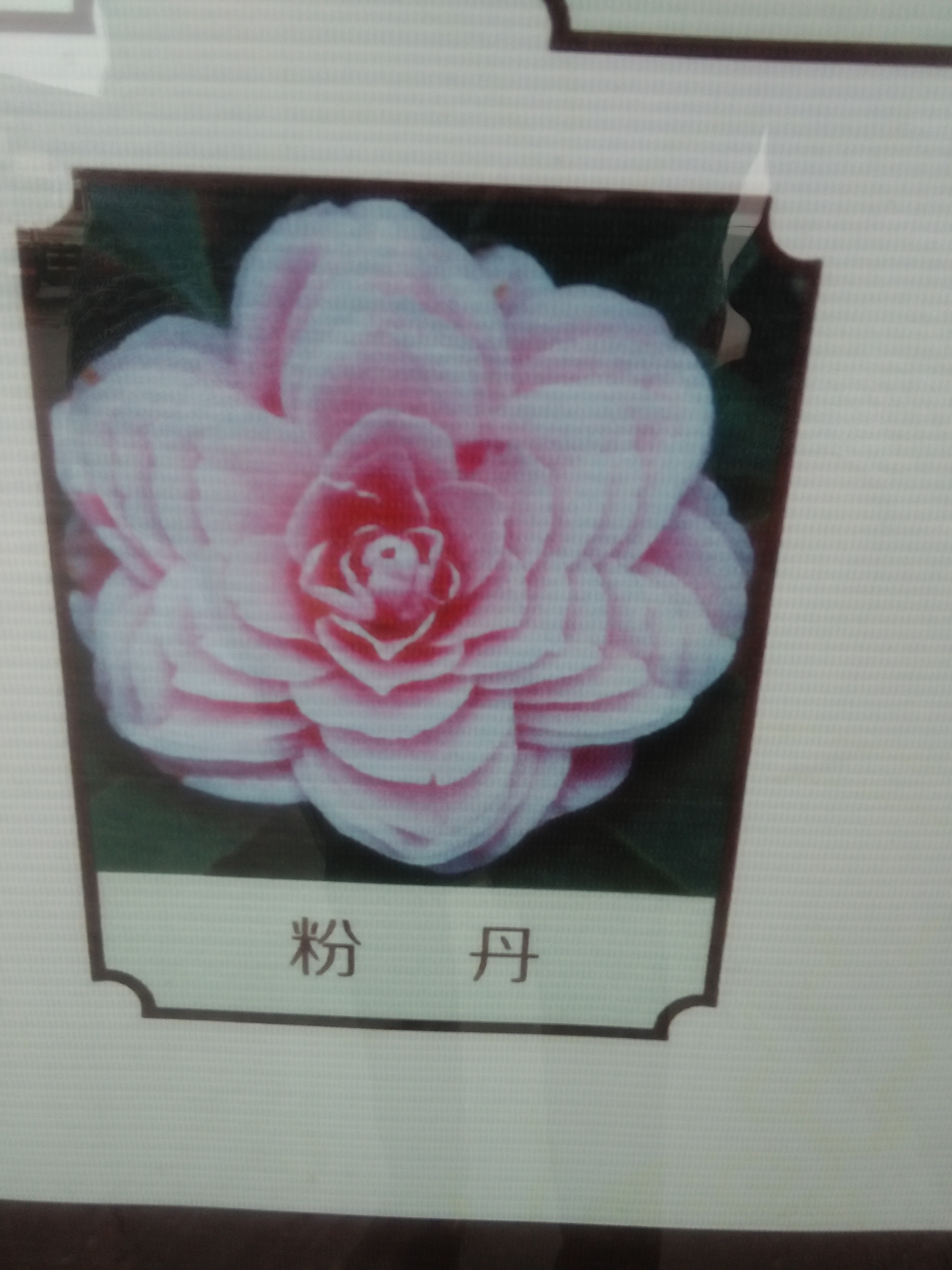 嫁接圖片/嫁接樣板圖 (3)