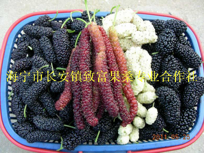 供應(yīng)大十果桑苗