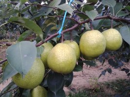 萊陽梨圖片/萊陽梨樣板圖 (1)