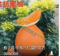 黃肉蜜柚苗圖片/黃肉蜜柚苗樣板圖 (2)