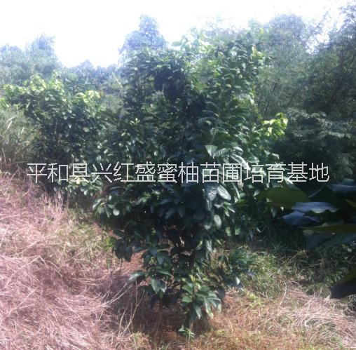 平和黃心蜜柚嫁穗接枝條大量批發(fā)圖片/平和黃心蜜柚嫁穗接枝條大量批發(fā)樣板圖 (2)
