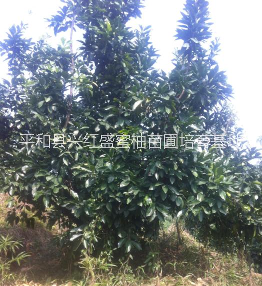 紅蜜柚圖片/紅蜜柚樣板圖 (2)