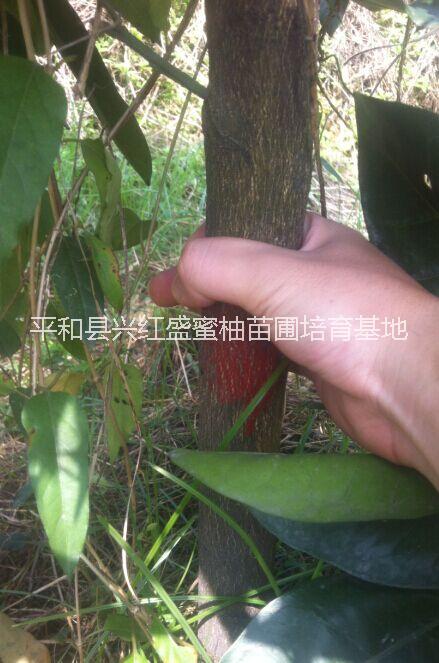供應(yīng)平和三年結(jié)果蜜柚母樹大果樹苗出售、平和蜜柚結(jié)果母樹、蜜柚結(jié)果大母樹
