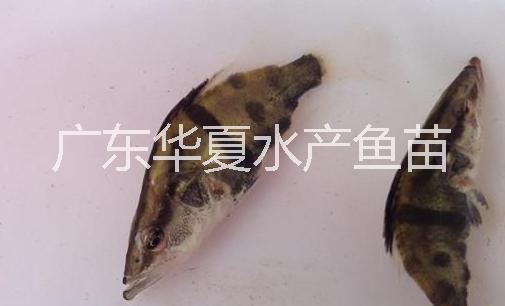 桂花魚苗圖片/桂花魚苗樣板圖 (3)