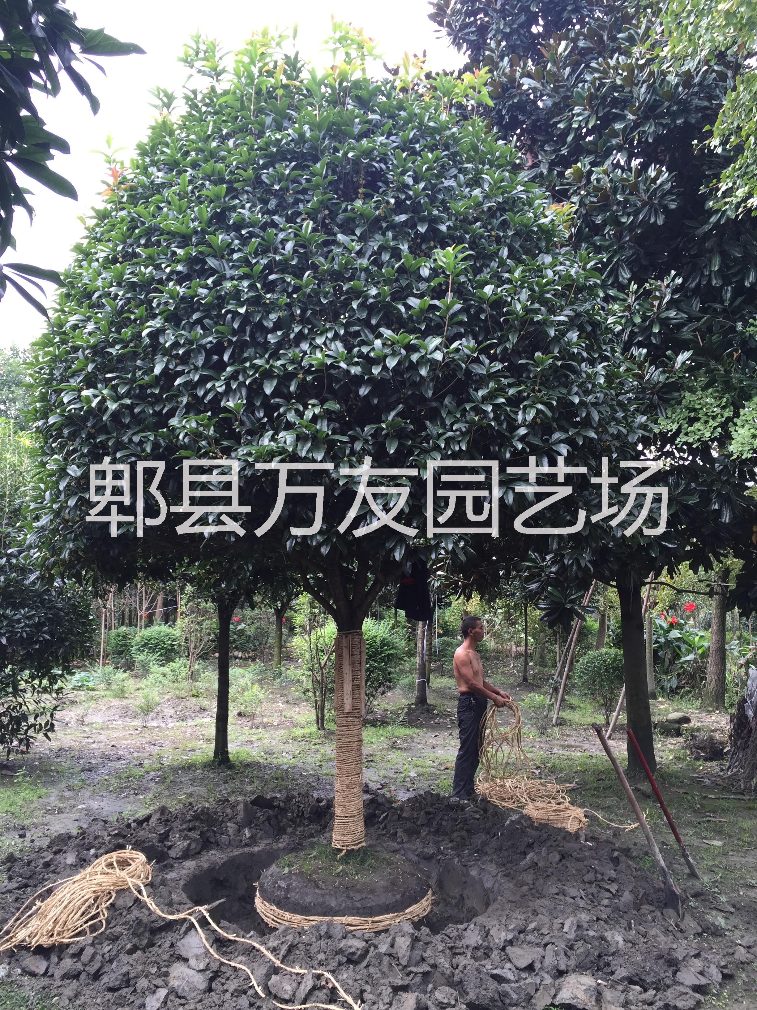 供應(yīng)四川成都高桿桂花，成都高桿桂花批發(fā)價格