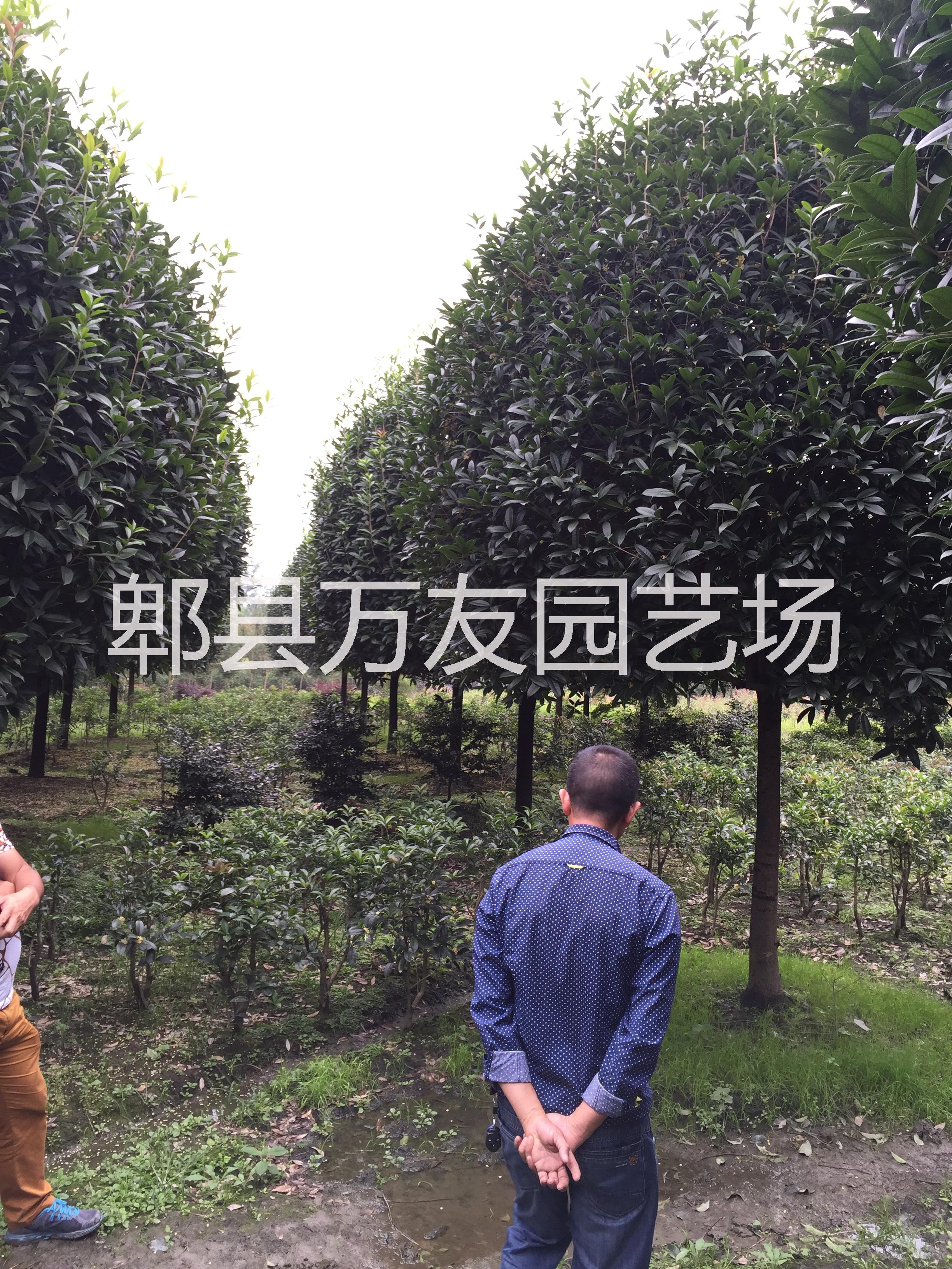 高桿桂花基地/高桿桂花批發(fā)圖片/高桿桂花基地/高桿桂花批發(fā)樣板圖 (1)