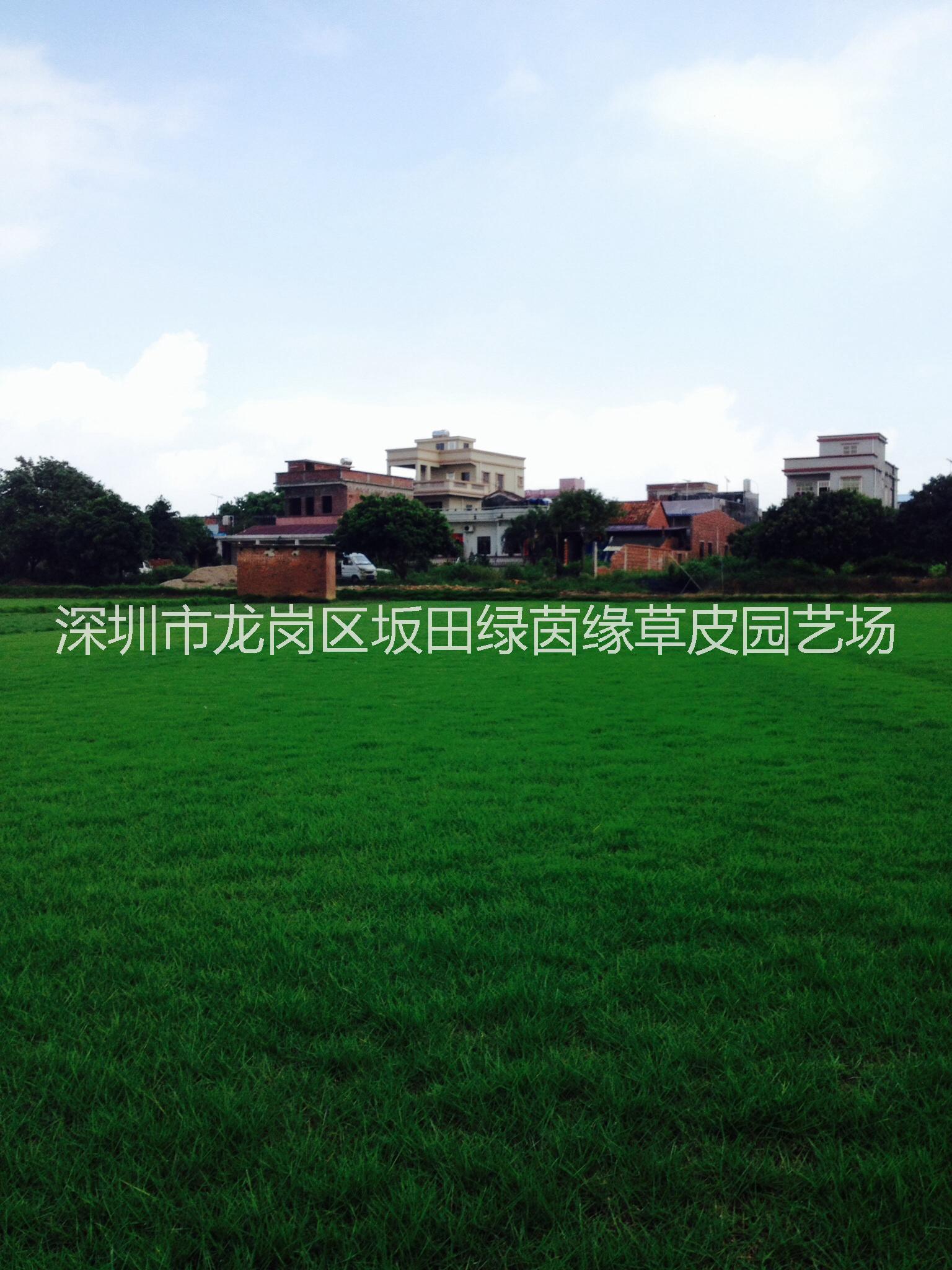 草皮圖片/草皮樣板圖 (2)