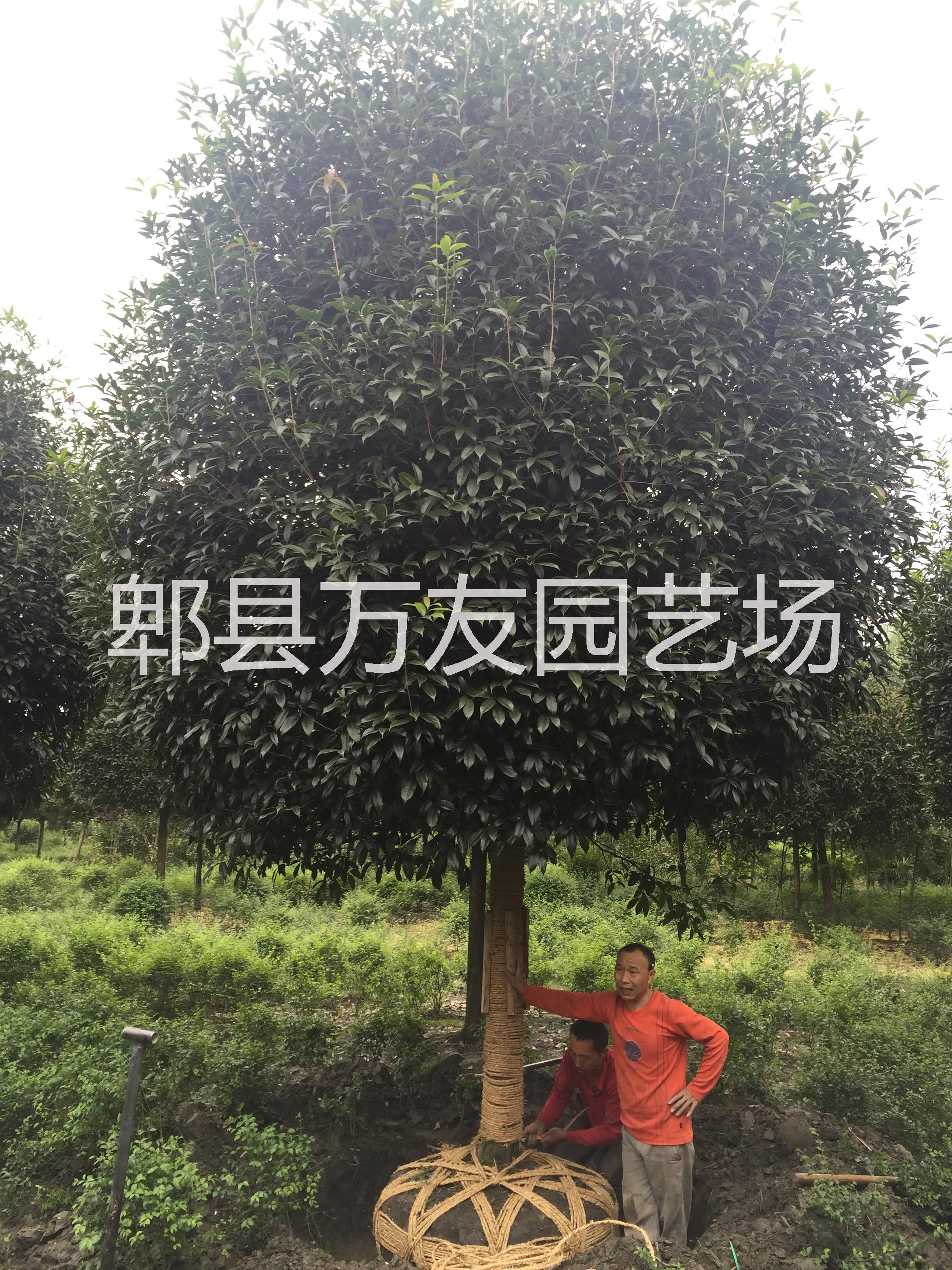 成都桂花批發(fā)/成都高桿桂花圖片