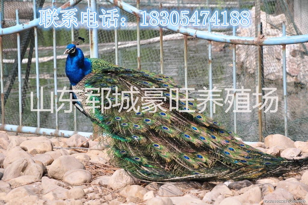 天津南區(qū)有孔雀賣圖片/天津南區(qū)有孔雀賣樣板圖 (2)
