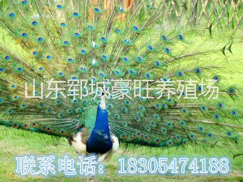 河北張家口有孔雀賣圖片