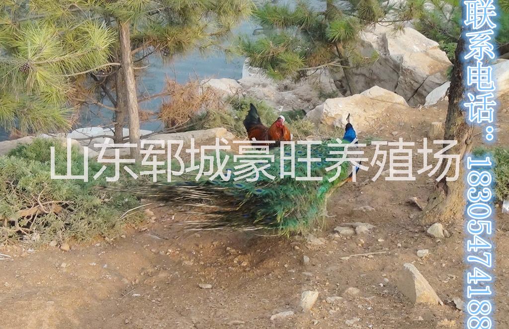 北京大興圖片/北京大興樣板圖 (2)