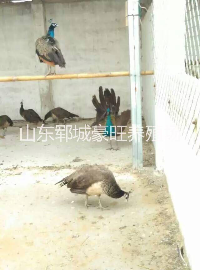 湖南長(zhǎng)沙有孔雀賣圖片