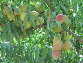 觀賞桃花圖片/觀賞桃花樣板圖 (4)