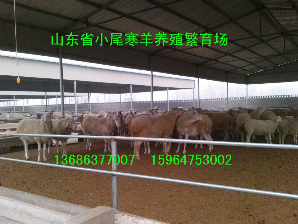 供應(yīng)小尾寒羊肉羊杜泊羊肉羊種羊