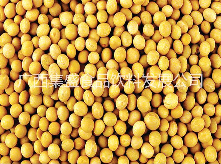 黃豆圖片/黃豆樣板圖 (4)