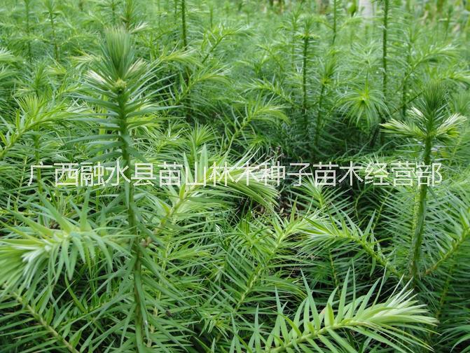 供應(yīng)用于造林的廣西融水40-50厘米速生杉樹苗