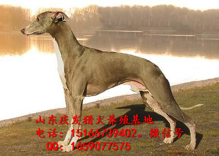 供应马犬 杜高犬 格力犬 惠比特