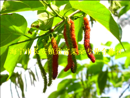 供應(yīng)臺灣長果桑苗