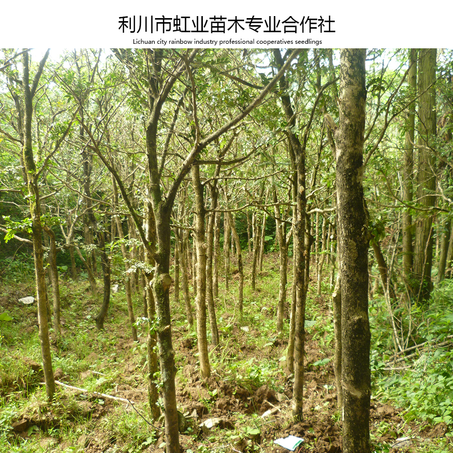 供應(yīng)高山小葉瓜子黃楊米徑4-6公分