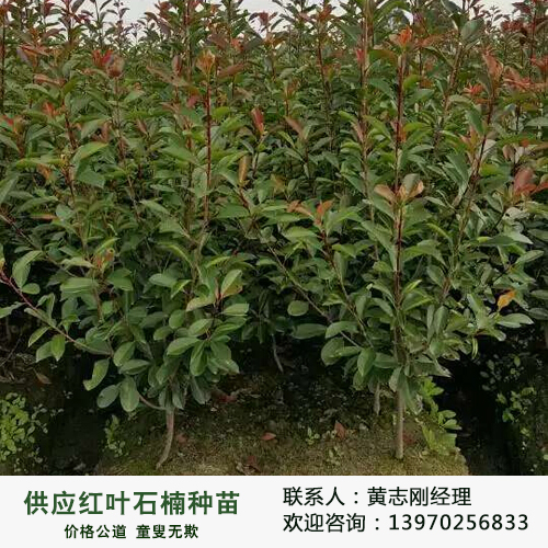 林木廠家直銷供應(yīng)2公分紅葉石楠圖片