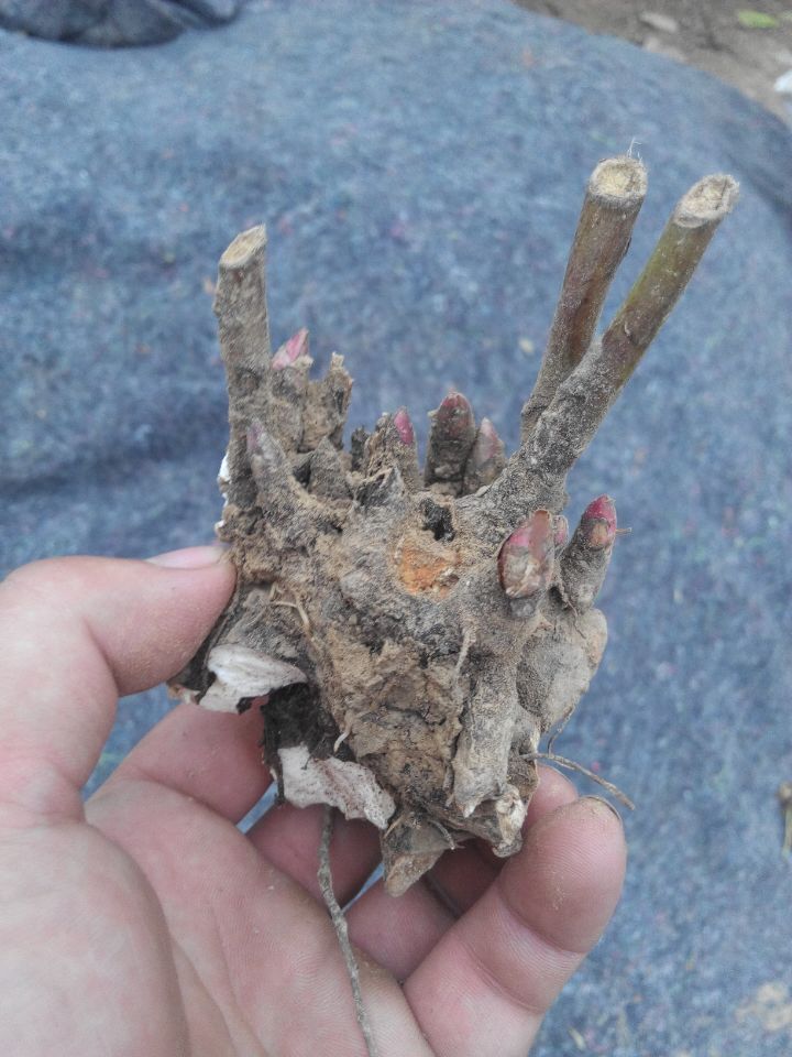 白芍圖片/白芍樣板圖 (3)