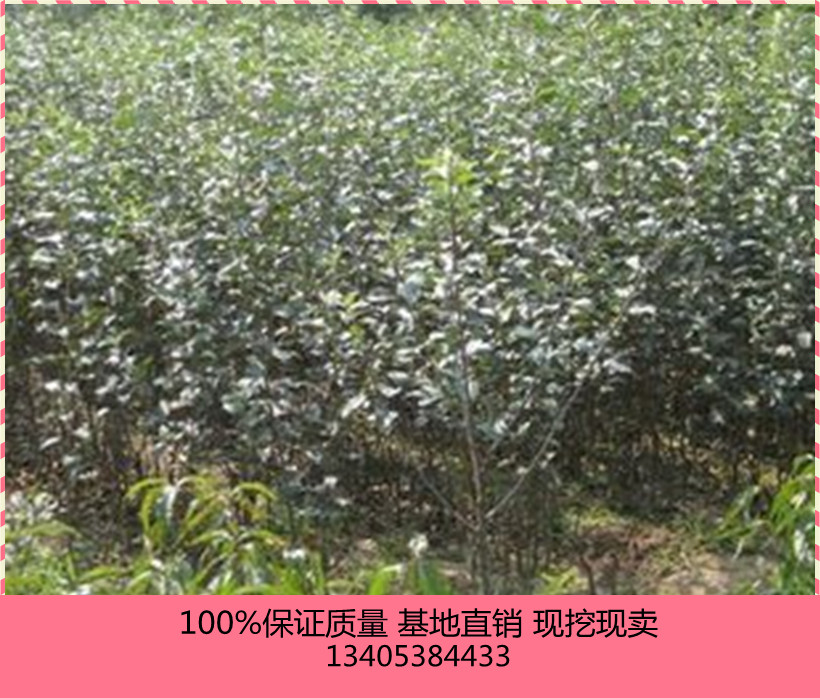 上海1公分嫁接紅嘎啦蘋果苗價(jià)格圖片/上海1公分嫁接紅嘎啦蘋果苗價(jià)格樣板圖 (4)