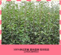 嫁接蘋果苗圖片/嫁接蘋果苗樣板圖 (4)