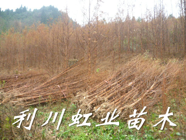 水杉圖片/水杉樣板圖 (4)