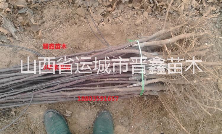 西府海棠。苗木。北美海棠，海棠苗圖片/西府海棠。苗木。北美海棠，海棠苗樣板圖 (4)