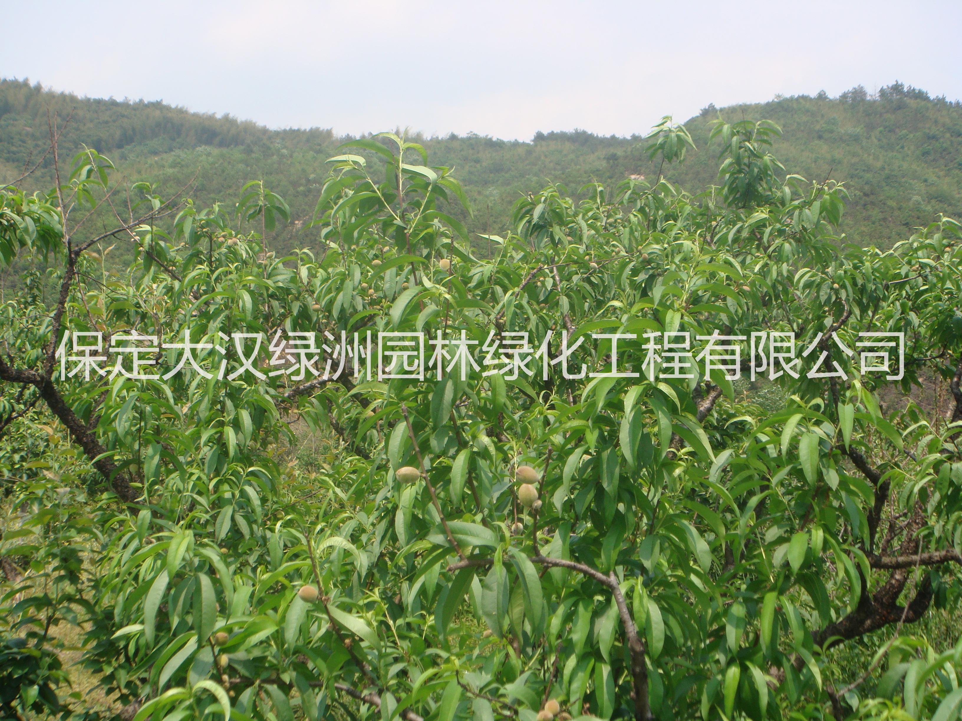 供應(yīng)保定山桃 山桃苗木 保定山桃小苗，山桃苗木種植方法