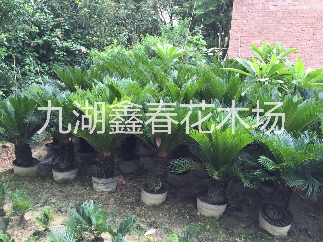 蘇鐵鐵樹圖片/蘇鐵鐵樹樣板圖 (4)