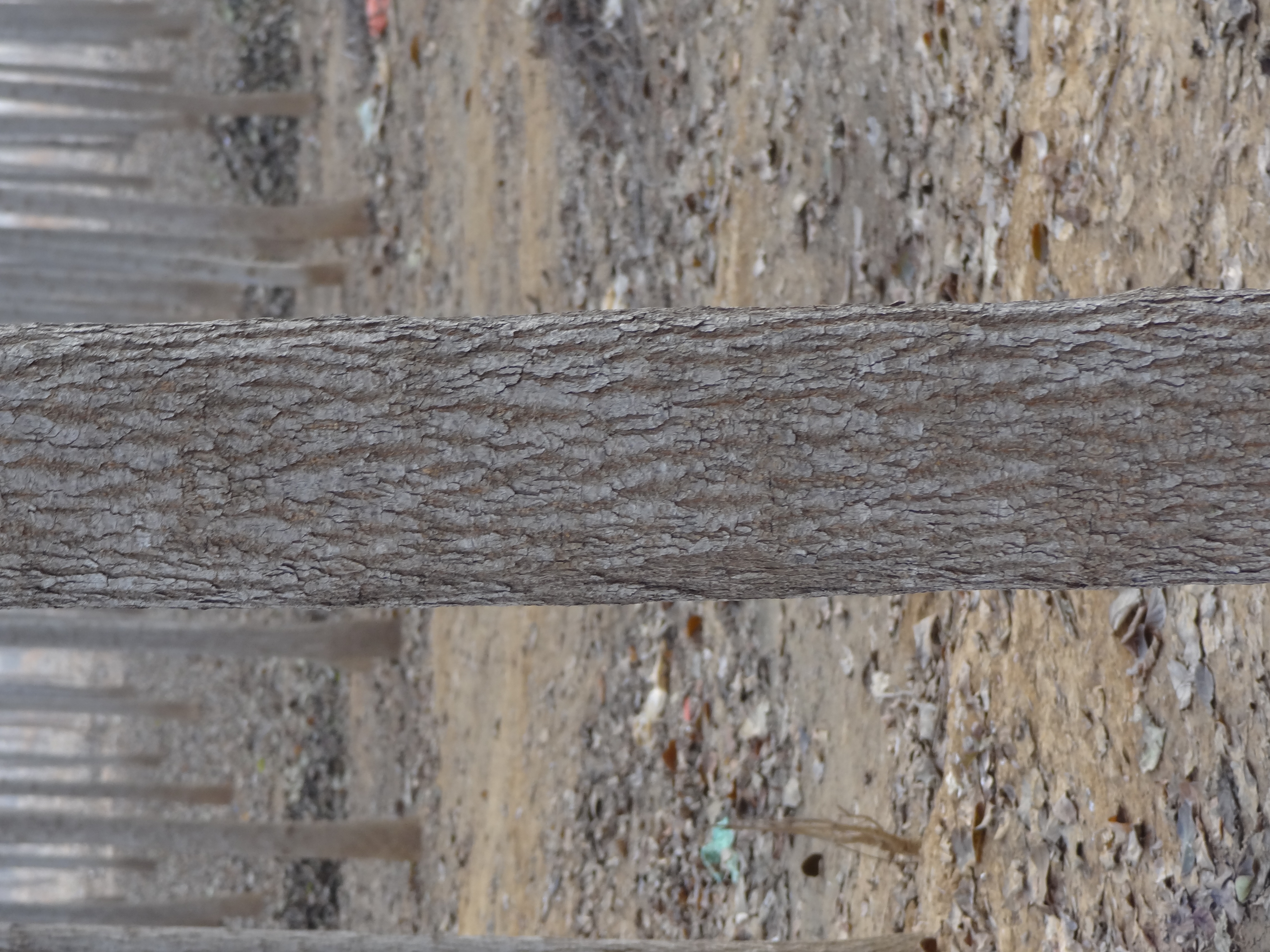 山東杜仲樹圖片/山東杜仲樹樣板圖 (3)