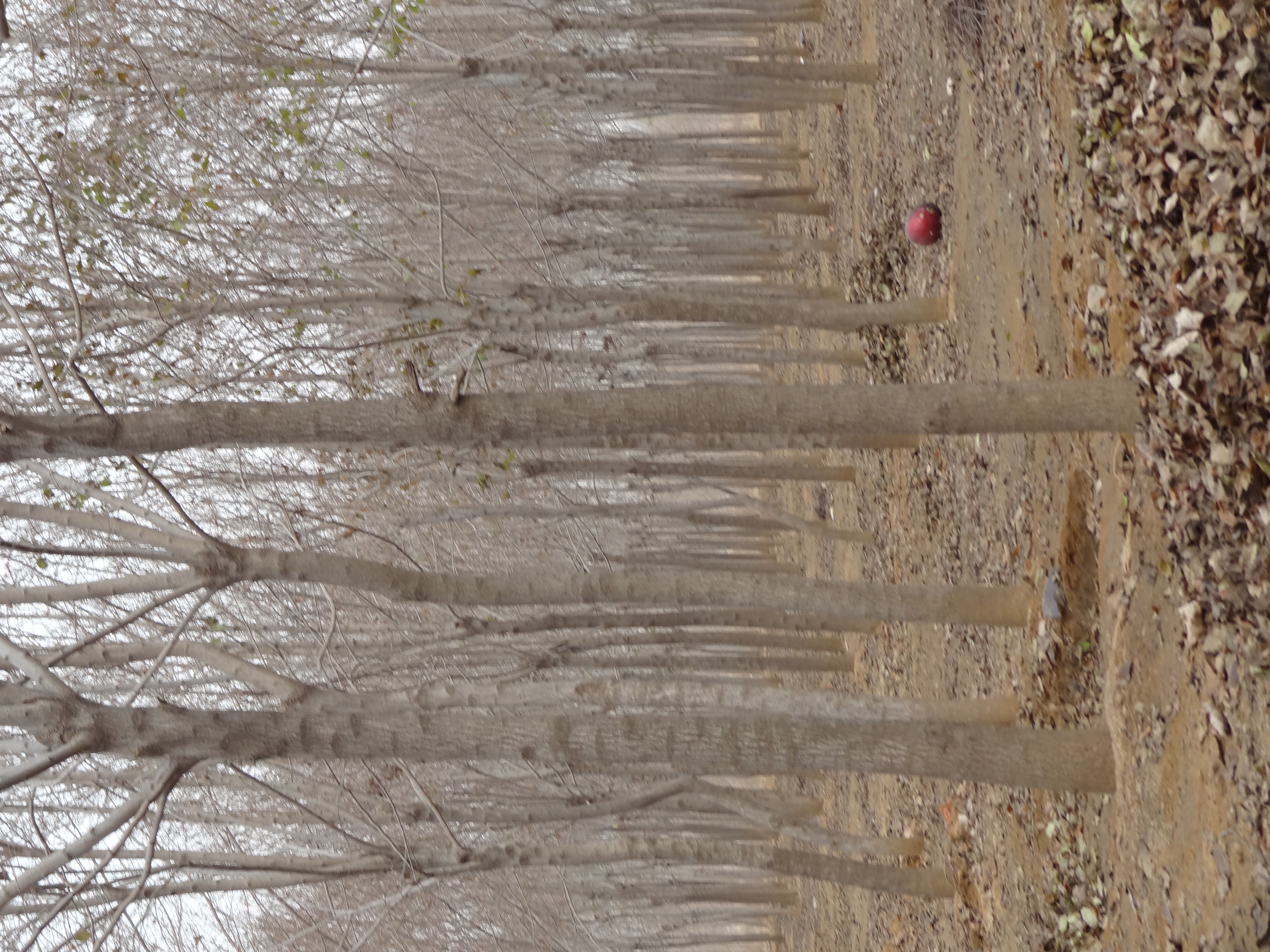 山東杜仲樹圖片