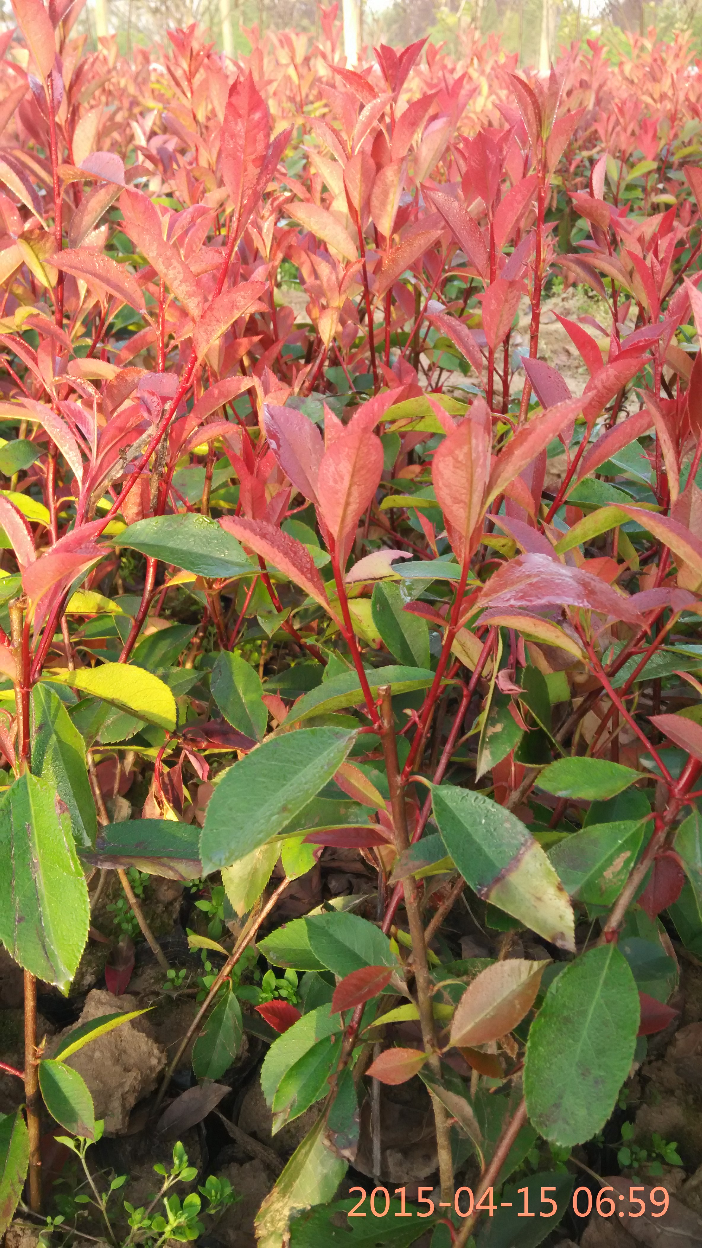 紅葉石楠圖片/紅葉石楠樣板圖 (2)