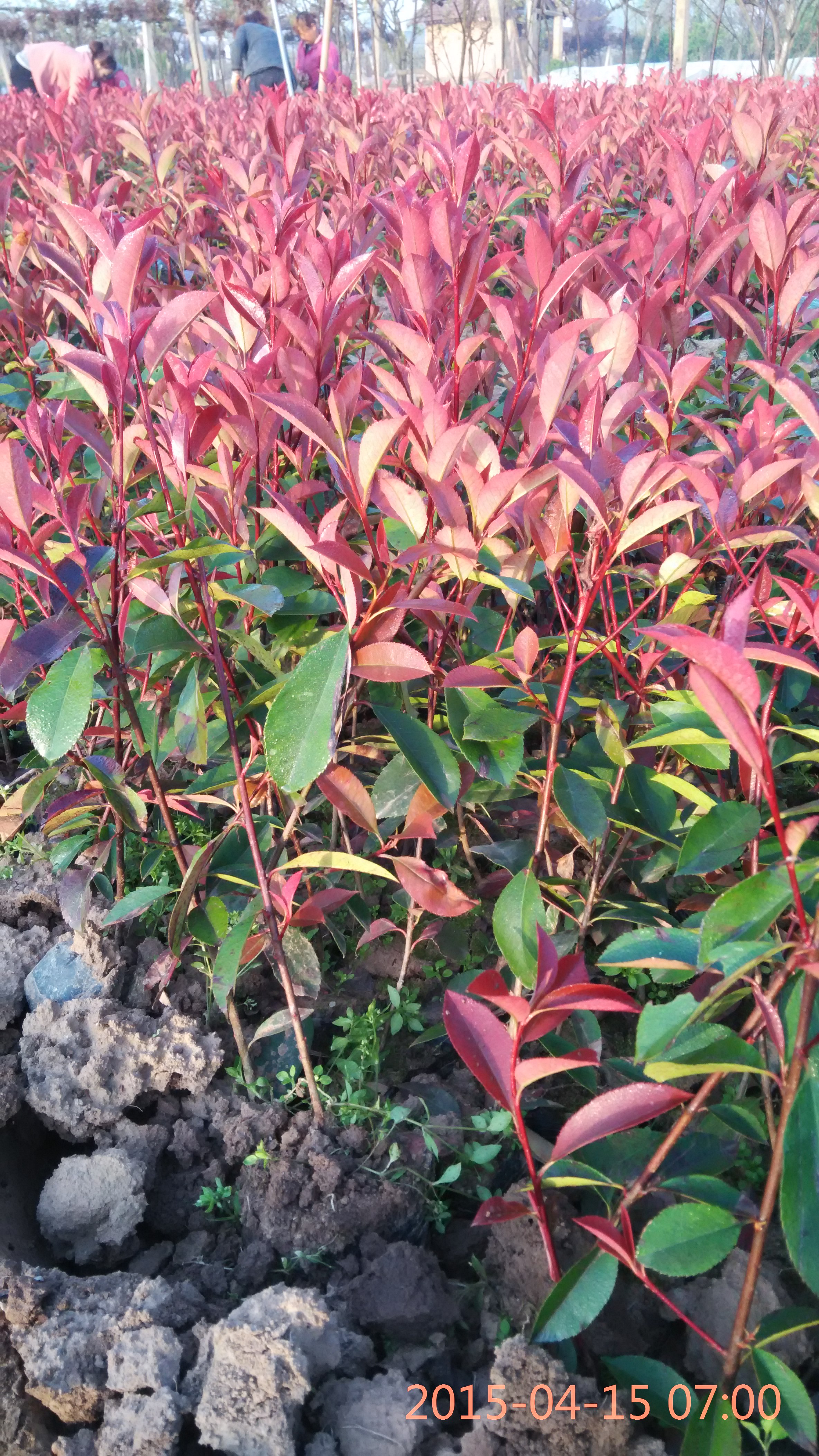 紅葉石楠圖片/紅葉石楠樣板圖 (1)