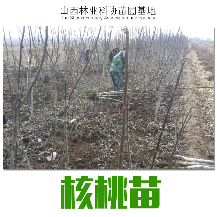 山西核桃苗圖片/山西核桃苗樣板圖 (3)