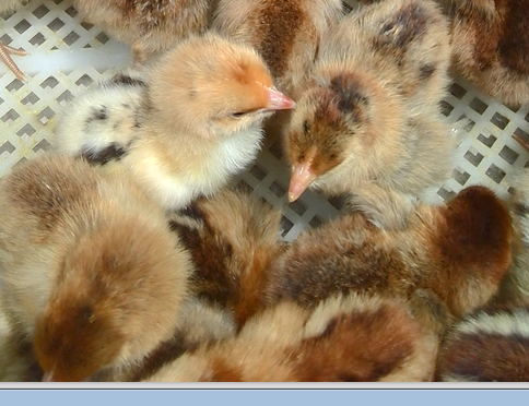 供應(yīng)優(yōu)質(zhì)山東笨雞苗  優(yōu)質(zhì)山東笨雞苗易飼養(yǎng)  好管理