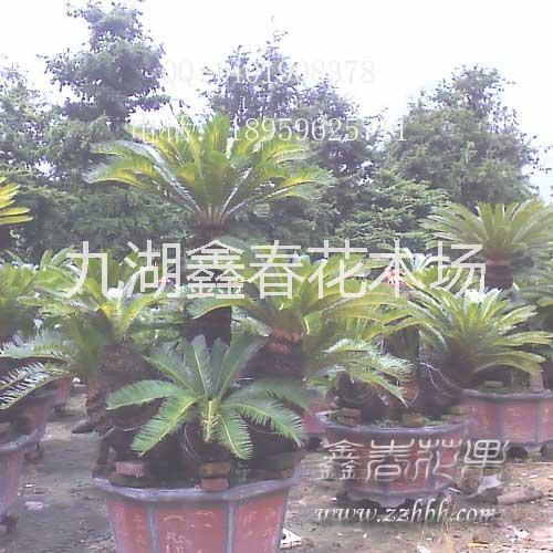 多頭圖片/多頭樣板圖 (1)