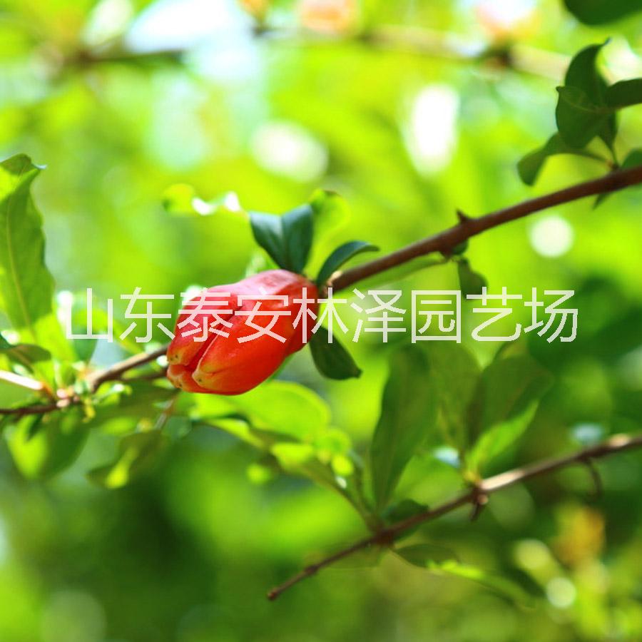 石榴苗圖片/石榴苗樣板圖 (4)