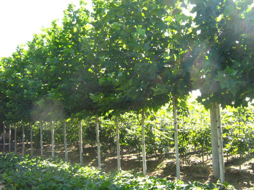 供應(yīng)法桐樹，法桐樹價格，山東法桐樹供應(yīng)商，法桐樹批發(fā)價格