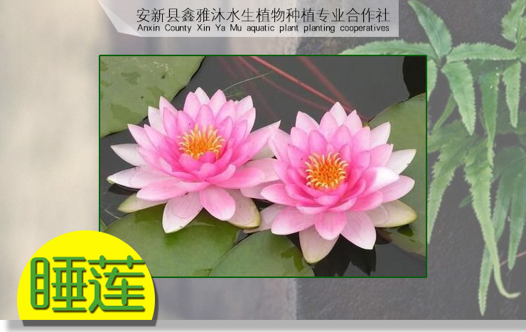 保定市大连睡莲种植厂家