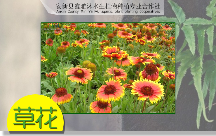 保定市喀什草花种植1593373116厂家