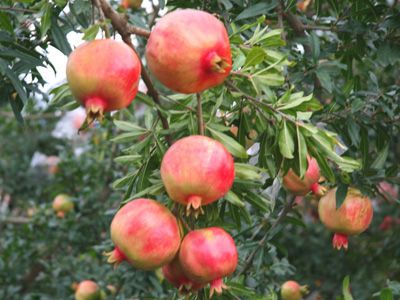 供應(yīng)大紅袍石榴苗 價(jià)格低石榴苗