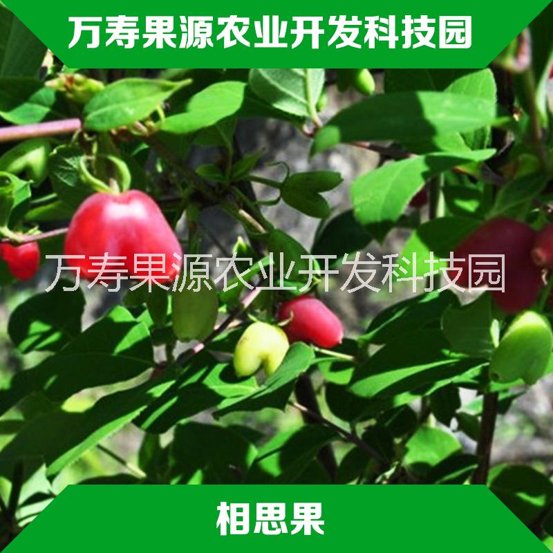 上饶相思果种苗供应上饶相思果种苗批发 相思果苗种植技术